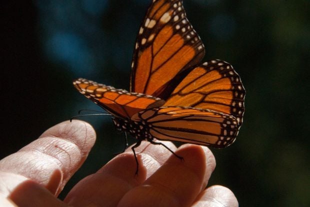 Monarch Butterfly